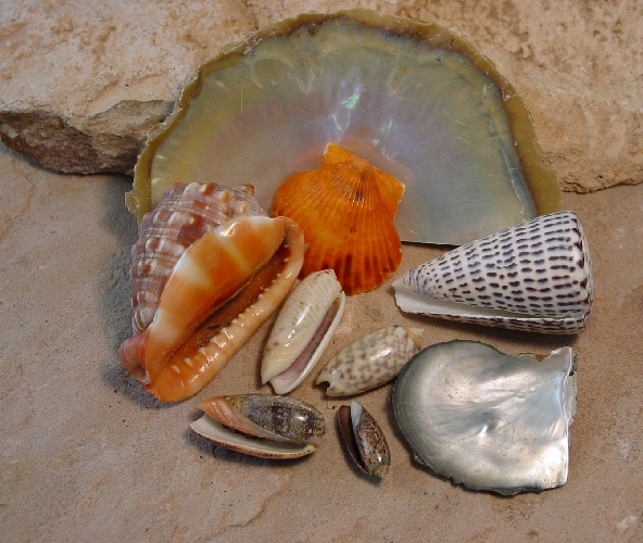 Various Shells